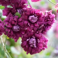 Clematis 'Purpurea Plena Elegans