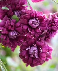 Clematis 'Purpurea Plena Elegans