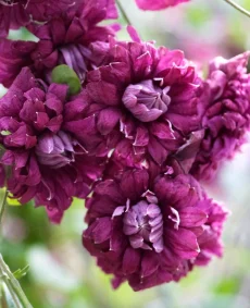 Clematis 'Purpurea Plena Elegans