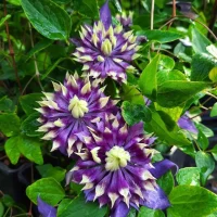 Clematis 'Taiga'