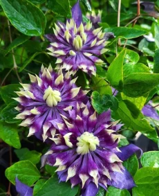 Clematis 'Taiga'