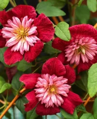 Clematis viticella 'Avant Garde'