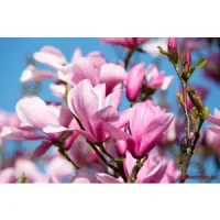 Magnolia