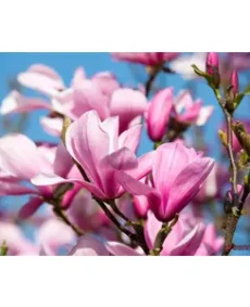 Magnolia