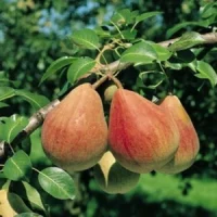 Păr