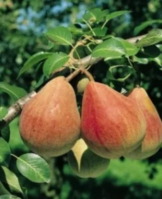 Păr