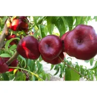 Persic Plat Nectarin
