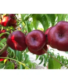 Persic Plat Nectarin