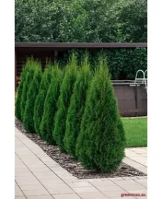 Plante Conifere