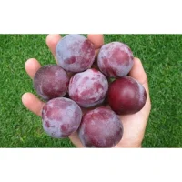 Prune
