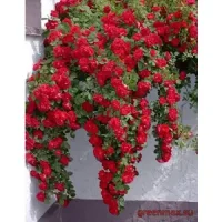 Trandafiri Cățărători