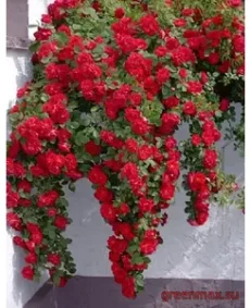 Trandafiri Cățărători