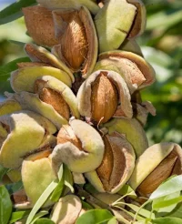 Migdali Ferragnès