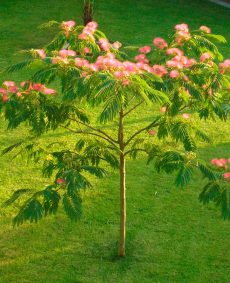 Albizia (Albizia julibrissin)