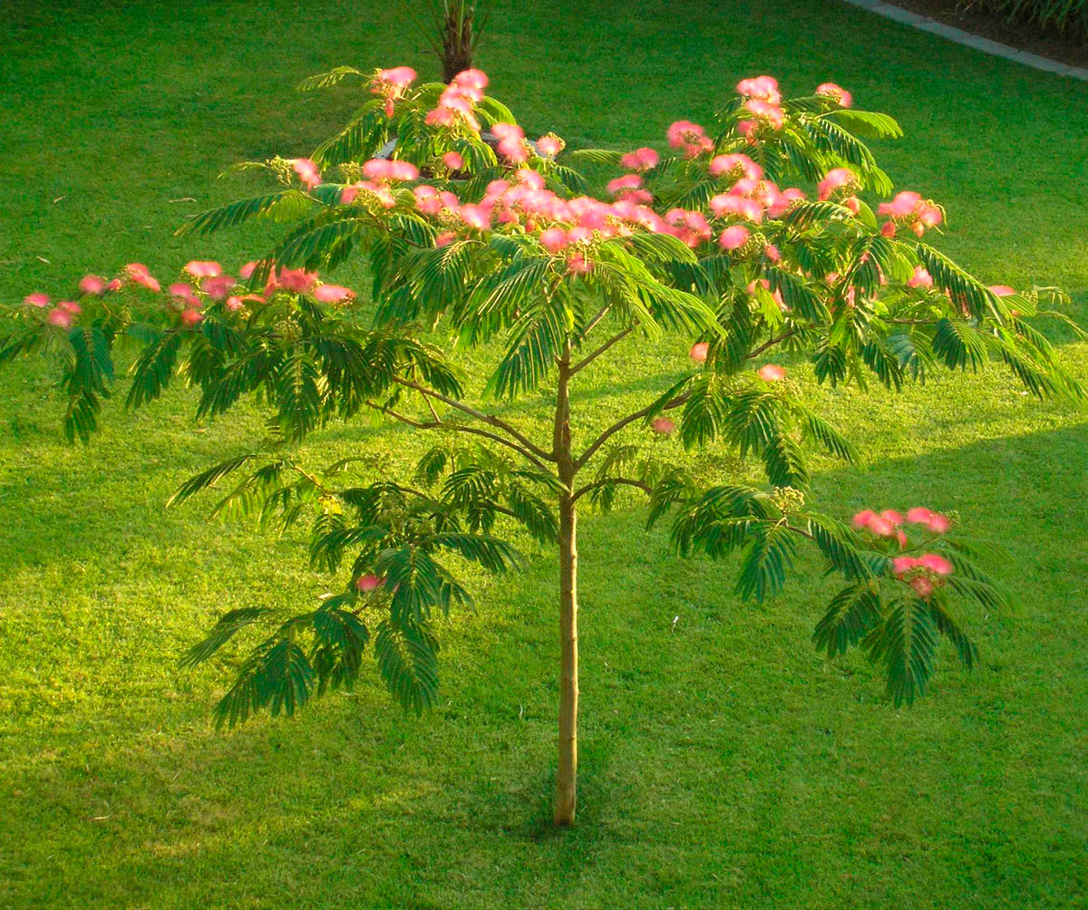Albizia (Albizia julibrissin)