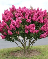 Liliac indian