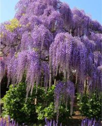 Wisteria Violeta