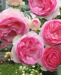 Eden Rose (Pierre de Ronsard)