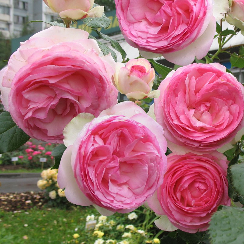 Eden Rose (Pierre de Ronsard)