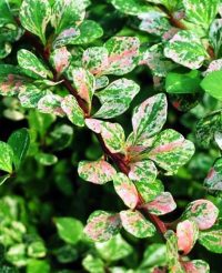 Barbaris Silver Beauty