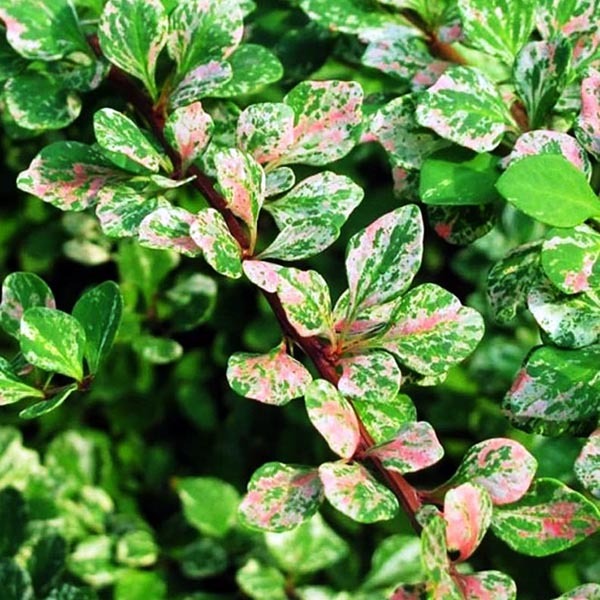 Barbaris Silver Beauty