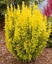Barbaris Aurea