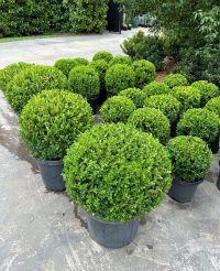 Buxus