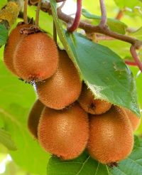 Kiwi „Zakarpatski”