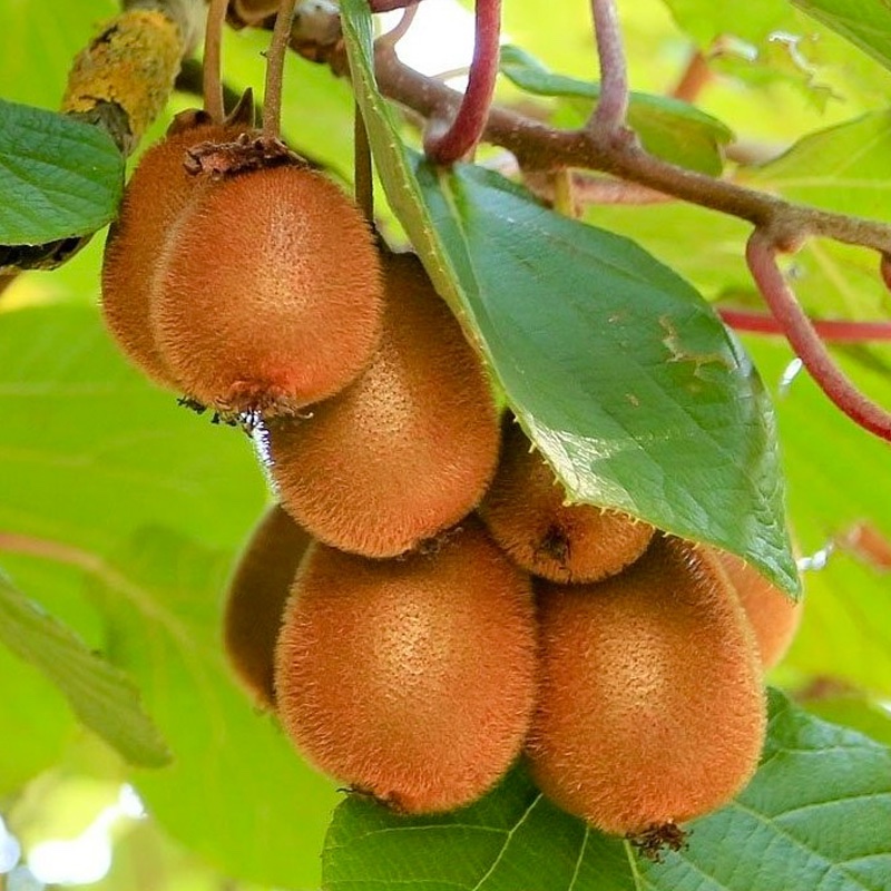 Kiwi „Zakarpatski”