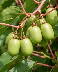 Actinidia arguta