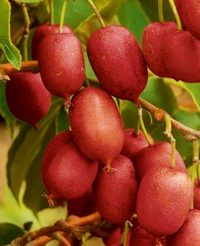 Actinidia Hardy Red