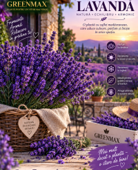 Lavanda Hidcote rădăcină goală 30 bucăți la doar 870 LEI