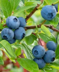 Afine Bluecrop