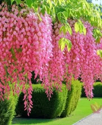 Glicinia roz