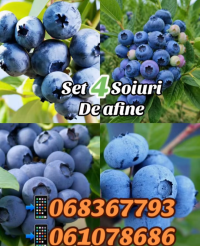 Afine set 4 soiuri