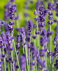 Lavandula angustifolia ‘Hidcote’ 