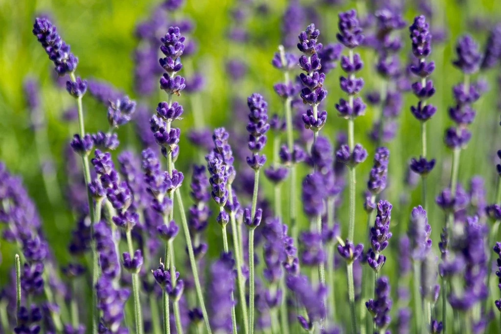 Lavandula angustifolia ‘Hidcote’
