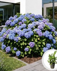 Hydrangea macrophylla 'Nikko Blue'