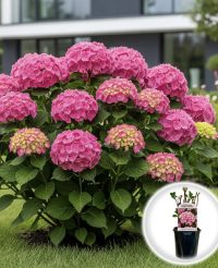 Hortensia Hydrangea macrophylla roz