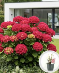 Hortensie „Microfloră Roz”