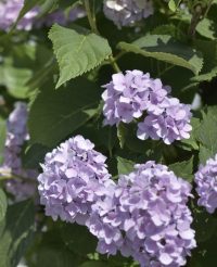 Hortensie „Microfloră Violetă”