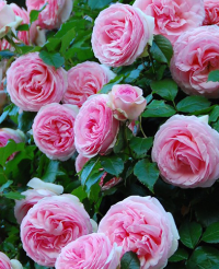 Trandafir cățărător Pierre de Ronsard® (Eden Rose)