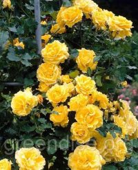 🌹 Trandafir cățărător Golden Showers