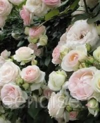 🌹 Trandafir cățărător Palais Royal®