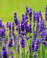 Lavanda rădăcină goală 30buc.
