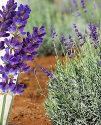 Lavanda Valence Dark Violet rădăcină goală