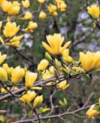 Magnolie galbenă